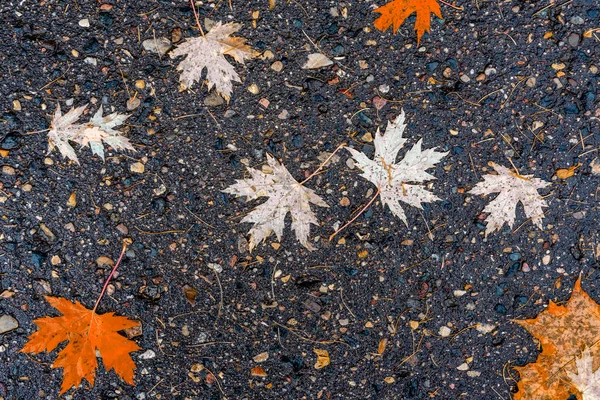 Feuilles Automnales Tombées Colorées Reposent Sur Fond Route Asphaltée Vue — Photo