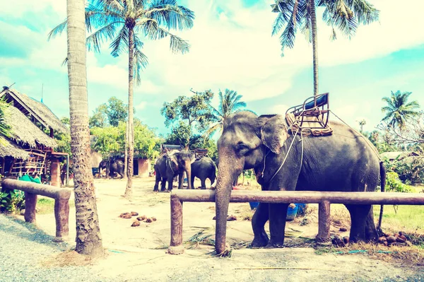Viaje Elefantes Selva Samui Tailandia — Foto de Stock