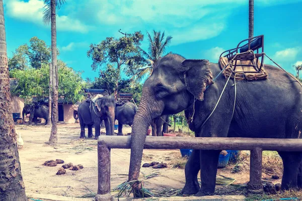 サムイ島のジャングルの象の旅 — ストック写真