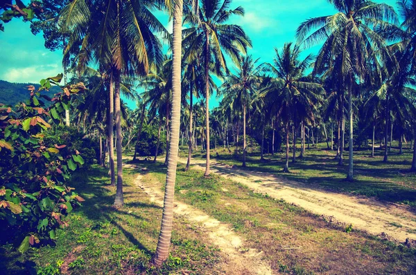 Palm Trees Sunny Day Tropical Jungle Thailand Koh Samui Island — Stock Photo, Image