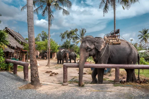 サムイ島のジャングルの象の旅 — ストック写真