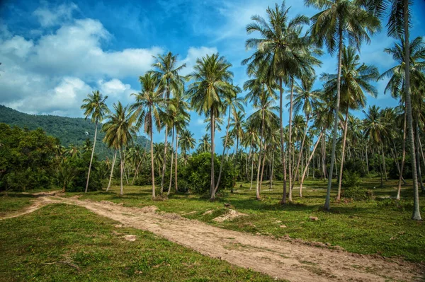 阳光灿烂的棕榈树 热带丛林 Koh Samui岛 — 图库照片