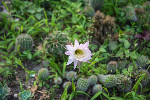 Vit Blomkaktus Kaktus Echinopsis Dagsljus Utomhus Närbild Botaniska Trädgården Stor — Stockfoto