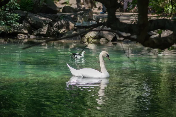 美丽的天鹅漂浮在池塘或森林湖上 — 图库照片