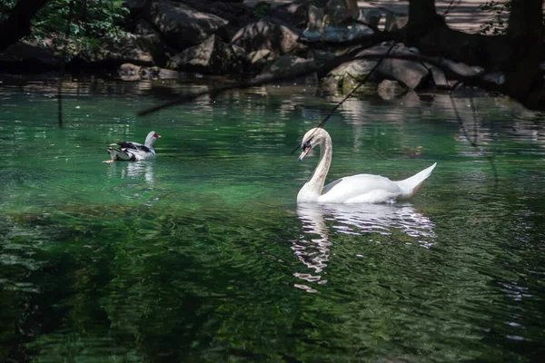 美丽的天鹅漂浮在池塘或森林湖上 — 图库照片
