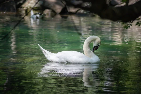 美丽的天鹅漂浮在池塘或森林湖上 — 图库照片