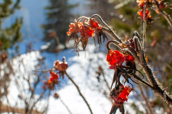 Frozen Rose Hips Hanging Branch Background White Winter Snow — Stock Photo, Image