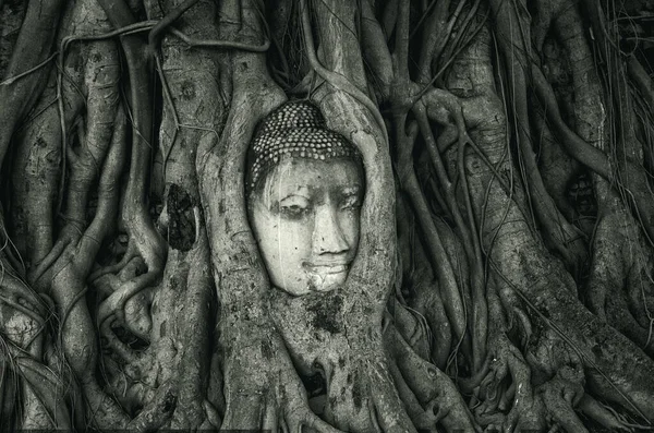 Forntida Buddha Huvud Ett Träd Vid Wat Mahathat Ayutthaya Thailand — Stockfoto