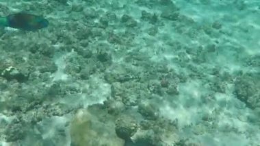 Kızıl Deniz 'in sualtı dünyası. Kızıl Deniz Mısır 'da balık. Mercan kayalıkları. Parlak mercan balığı. Makadi 'de resif hayatı