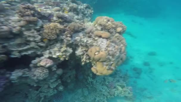 红海海底世界The Underwater World Red Sea 埃及红海的鱼 珊瑚礁 鲜活的珊瑚鱼 — 图库视频影像