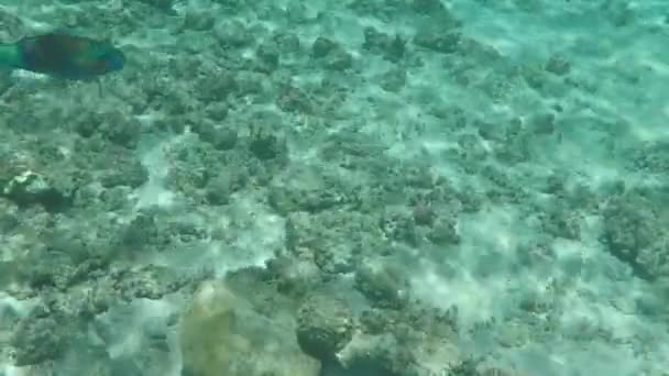 红海海底世界The Underwater World Red Sea 埃及红海的鱼 珊瑚礁 亮晶晶的珊瑚鱼马卡迪水下珊瑚礁生物 — 图库视频影像