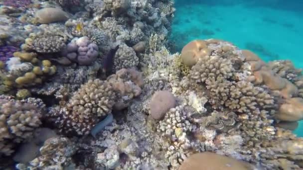 红海的海底暗礁世界 埃及红海的鱼 珊瑚礁 亮晶晶的珊瑚鱼水下珊瑚礁生物 — 图库视频影像