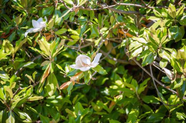 Yeşil yaprakların arasında güzel beyaz Magnolia Grandiflora çiçeği.