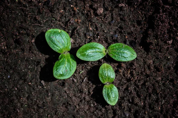 Üst Manzara Genç Salatalık Kabak Filizi Tohumu Toprak Arka Planda — Stok fotoğraf