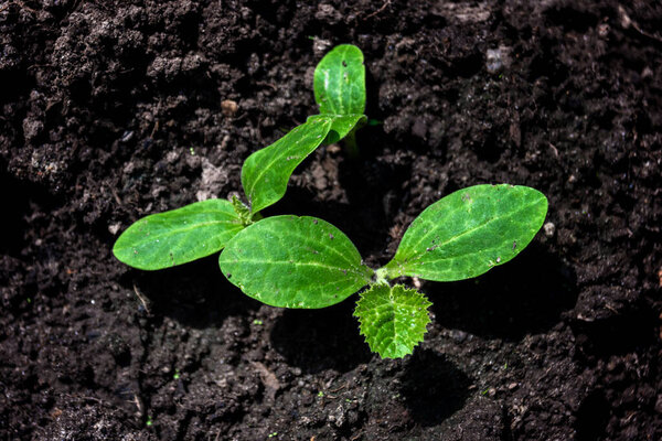 Top view young cucumber or squash sprout seedlings on soil background. Selective focus