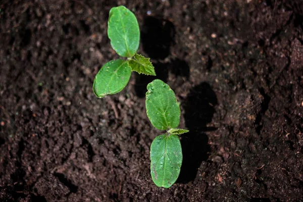 Top View Young Cucumber Squash Sprout Seedlings Soil Background Selective Royalty Free Stock Images