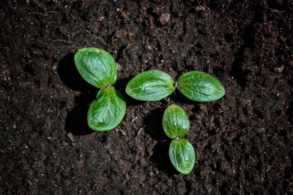 Vue Dessus Jeunes Plants Concombre Germe Courge Sur Fond Sol Photo De Stock