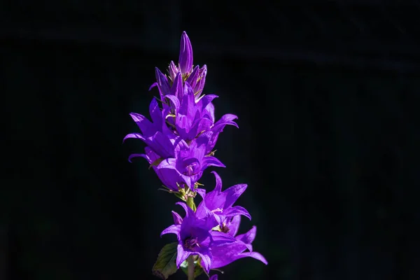 Heldere Zomer Bloemen Paarse Bluebells Close Kopieer Ruimte — Stockfoto