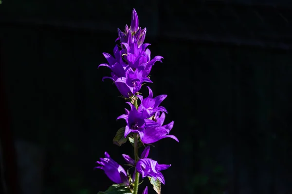 Ljus Sommar Blommor Lila Blåklockor Närbild Kopiera Utrymme — Stockfoto