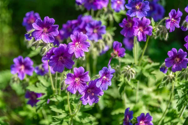 Prachtige Paarse Gaden Geranium Bloemen Bloeien Een Familie Lente Tuin — Stockfoto