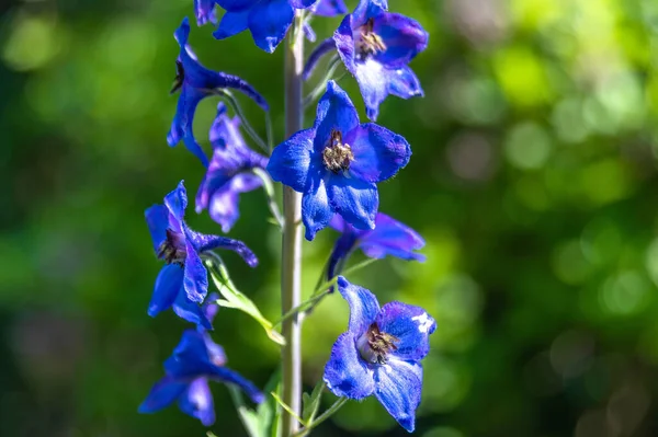 Een Close Van Een Enkele Blauwe Delphinium Bloemenkaars Tuin Met — Stockfoto