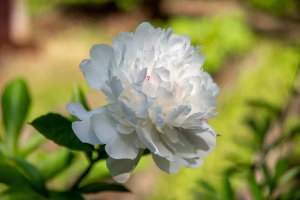 Flores Peônias Brancas Florescem Fundo Peônias Brancas Embaçadas Jardim Peônias — Fotografia de Stock