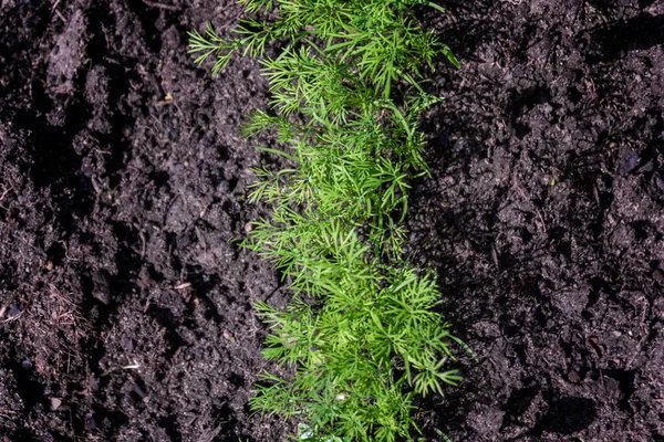 Feuilles Vertes Herbe Aneth Épicée Dans Potager Printemps Vue Sur — Photo