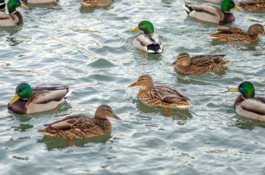 Donmuş gölette ördekli Kanada tavuğu. Doğal manzara.