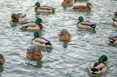 Donmuş gölette ördekli Kanada tavuğu. Doğal manzara.