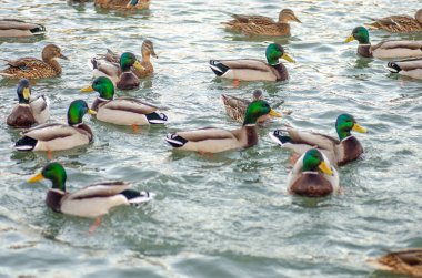 Canadian goose with mallard ducks on a frozen pond.Natural scene clipart