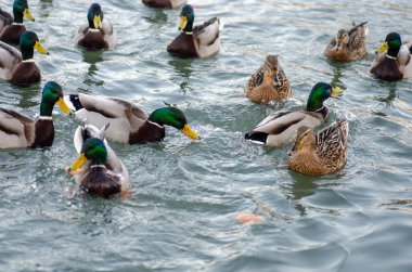 Donmuş gölette ördekli Kanada tavuğu. Doğal manzara.