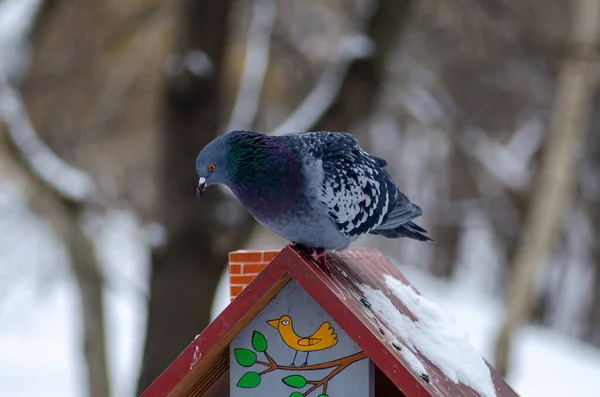 Taube Sitzt Winter Vogelfutterhäuschen Sorge Für Die Umwelt — Stockfoto
