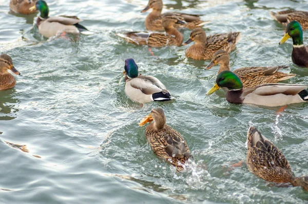Donmuş gölette ördekli Kanada tavuğu. Doğal manzara.