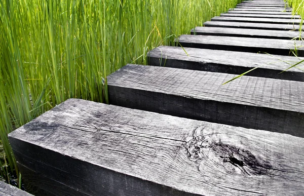 Camino hecho de madera sobre el agua en un campo —  Fotos de Stock