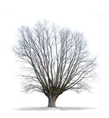 yüksek tanımlı beyaz arka plan üzerinde ölü ağaçlar