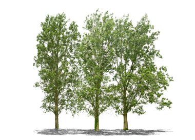 Yüksek çözünürlüklü beyaz arka planda tam yeşil ağaç