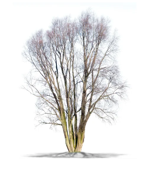 高解像度で白い背景の上の枯れ木 — ストック写真