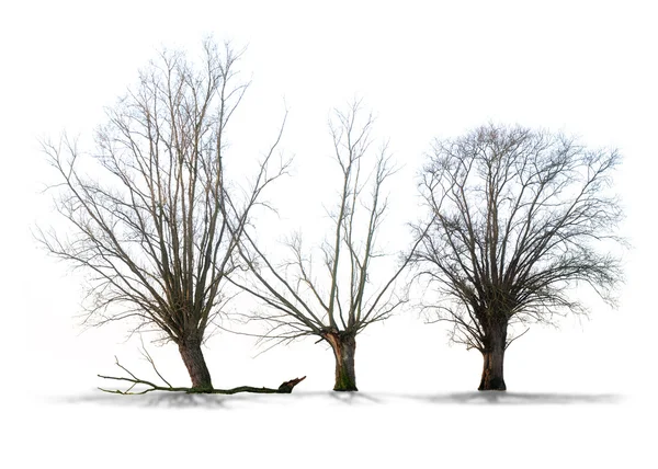 Dode boom op witte achtergrond in hoge definitie — Stockfoto