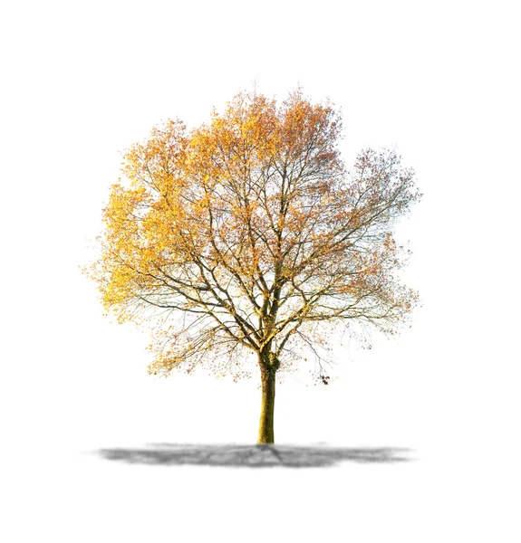 Dode boom op witte achtergrond in hoge definitie — Stockfoto