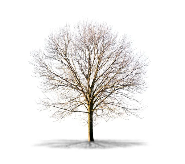 높은 정의에서 흰색 바탕에 죽은 나무 — 스톡 사진