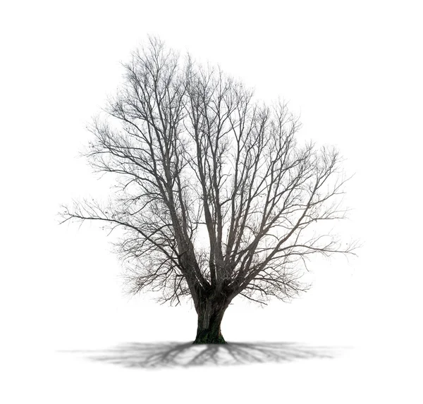 높은 정의에서 흰색 바탕에 죽은 나무 — 스톡 사진