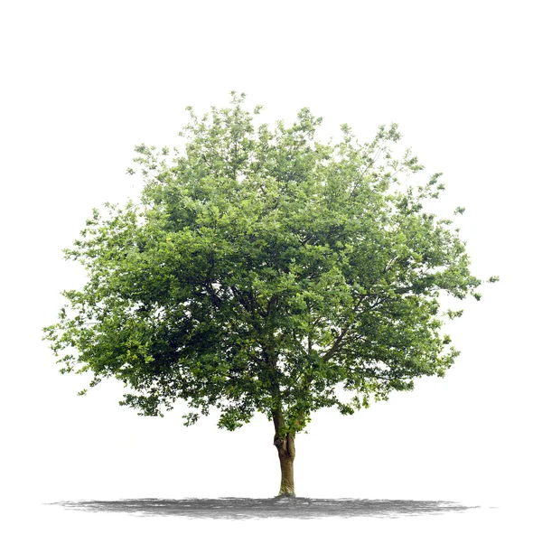 Prachtige groene boom op een witte achtergrond in hoge definitie — Stockfoto