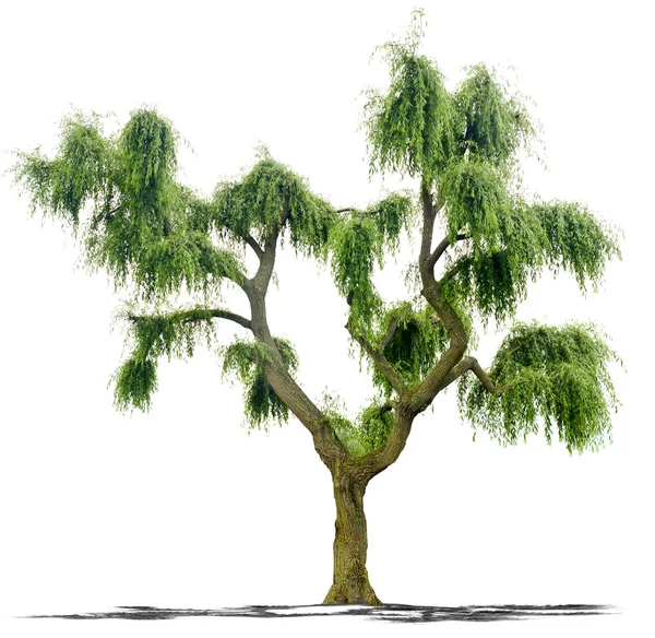 Yüksek çözünürlüklü beyaz arka planda tam yeşil ağaç — Stok fotoğraf