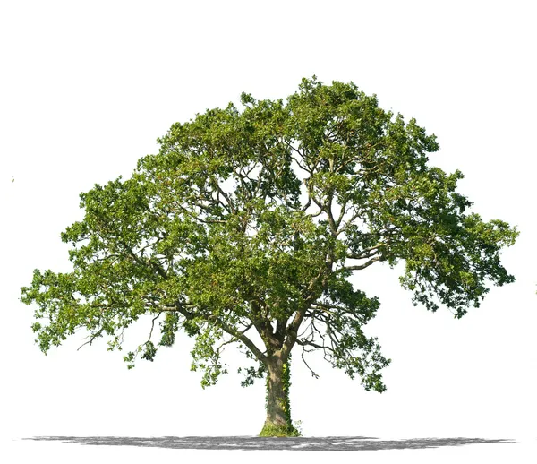 Hermoso árbol verde sobre un fondo blanco en alta definición Imagen de archivo