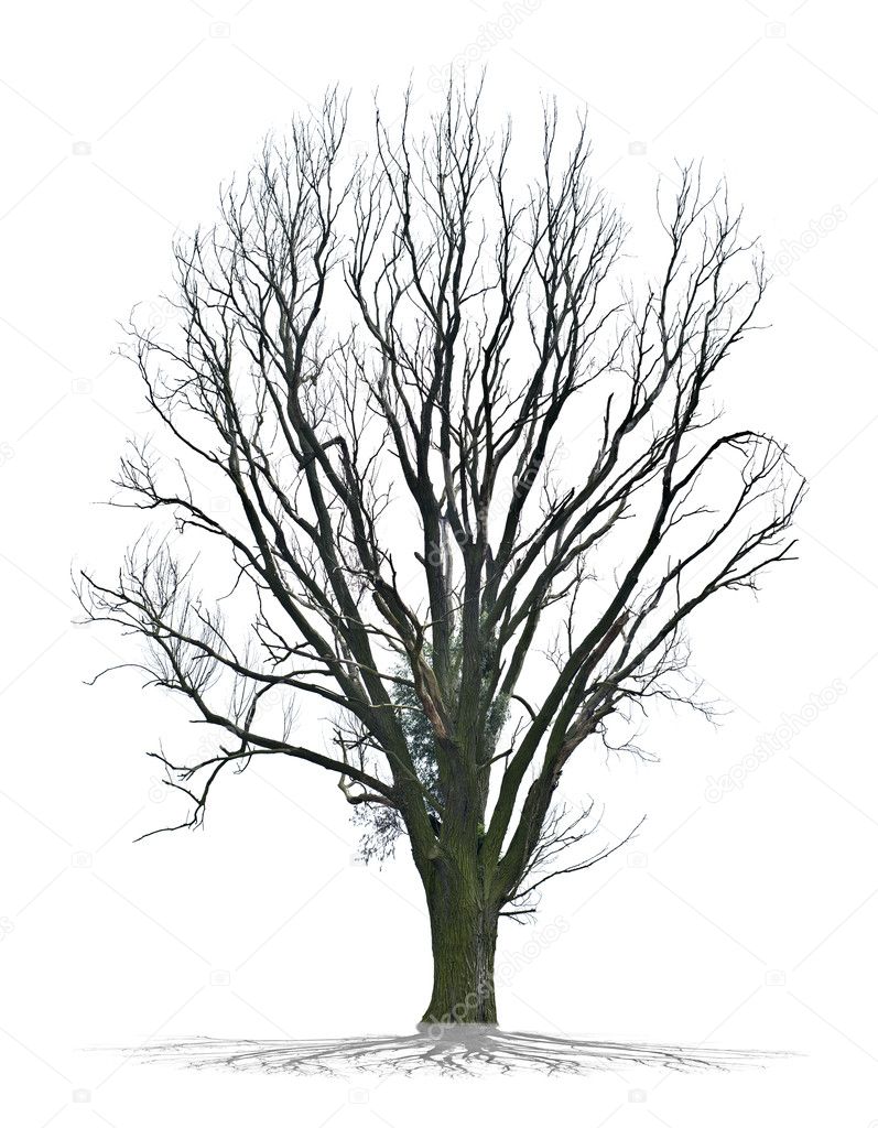 Albero morto su sfondo bianco in alta definizione — Foto stock di © perig76  #16496873, image size:797x1024