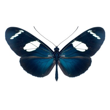 Kelebek