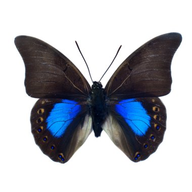 Kelebek