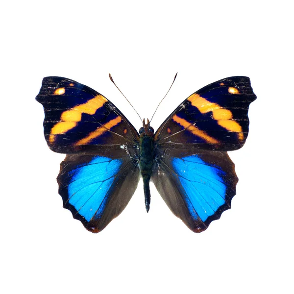 Schmetterling — Stockfoto