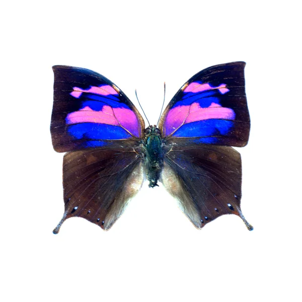 Schmetterling — Stockfoto