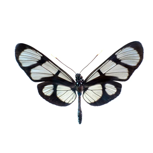 Papillon — Photo